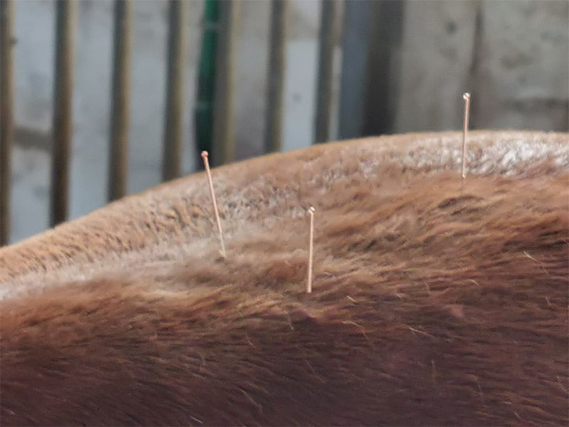 01_Acupuncture_Equine_Maes_Sebastien_Acupuncture-D.A.---Osteo-Etiopathe-D.Oe_Tournai_osteopathie_Mons_Frasnes_Peruwelz_Tournai_Belgique