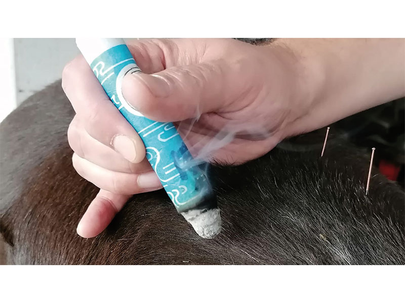 02_Acupuncture_Equine_Maes_Sebastien_Acupuncture-D.A.---Osteo-Etiopathe-D.Oe_Tournai_osteopathie_Mons_Frasnes_Peruwelz_Tournai_Belgique