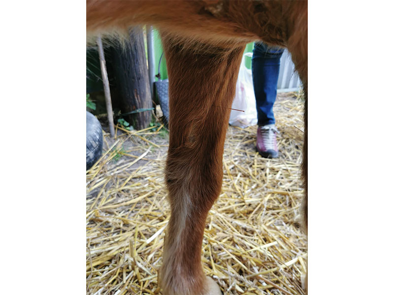 04_Acupuncture_Equine_Maes_Sebastien_Acupuncture-D.A.---Osteo-Etiopathe-D.Oe_Tournai_osteopathie_Mons_Frasnes_Peruwelz_Tournai_Belgique