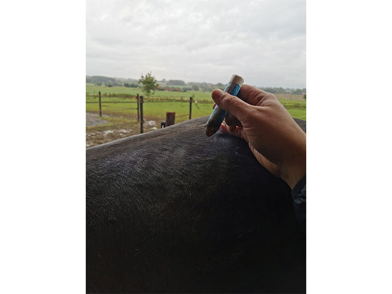 06_Acupuncture_Equine_Maes_Sebastien_Acupuncture-D.A.---Osteo-Etiopathe-D.Oe_Tournai_osteopathie_Mons_Frasnes_Peruwelz_Tournai_Belgique